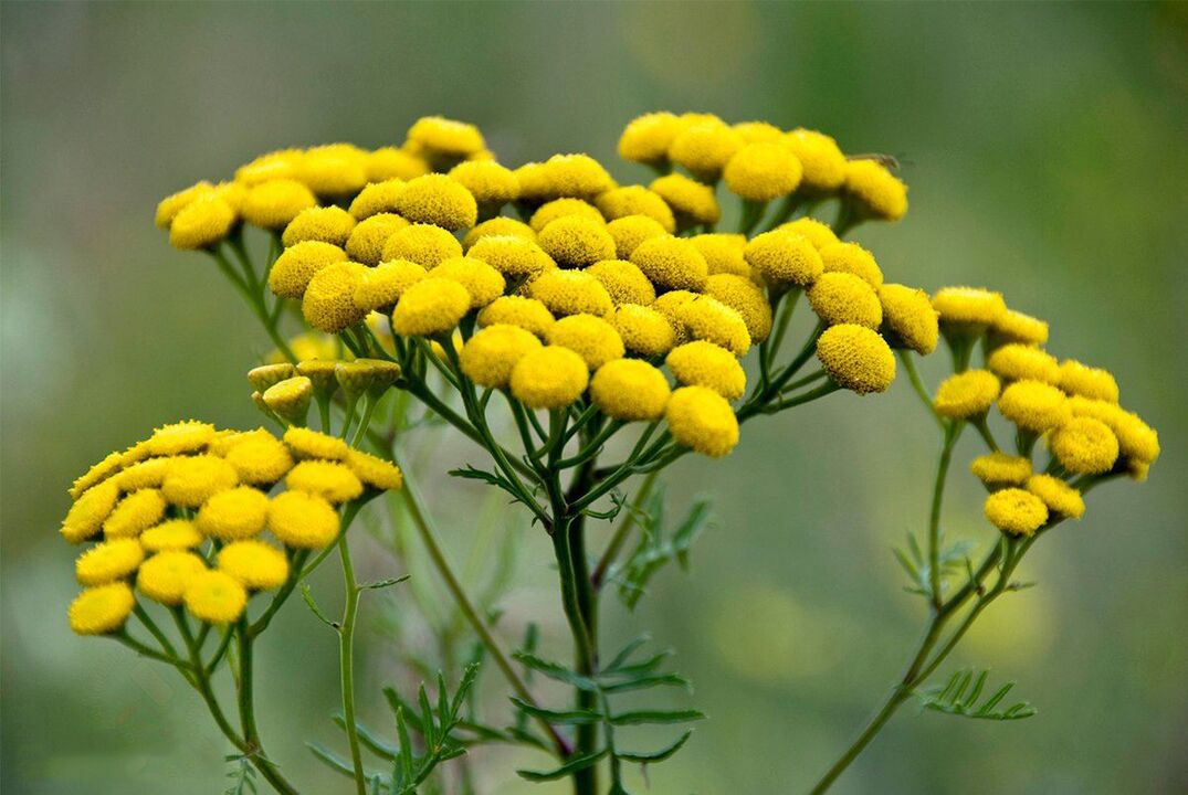 tansy a férgek ellen a szervezetben