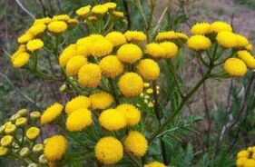 Ellenség a tansy -ból
