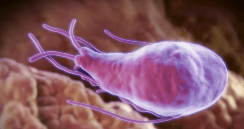 Alveococcus és echinococcus